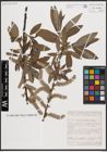 Foto von Salix dasyclados Wimm.